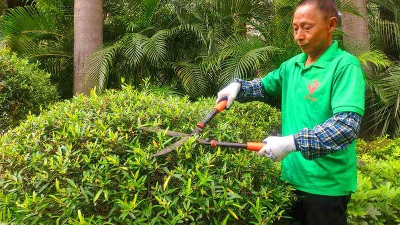 酒店绿化外包，如何避免“美丽陷阱