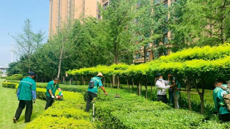 绿化苗木公司种植基地如何选择？揭秘关键因素**